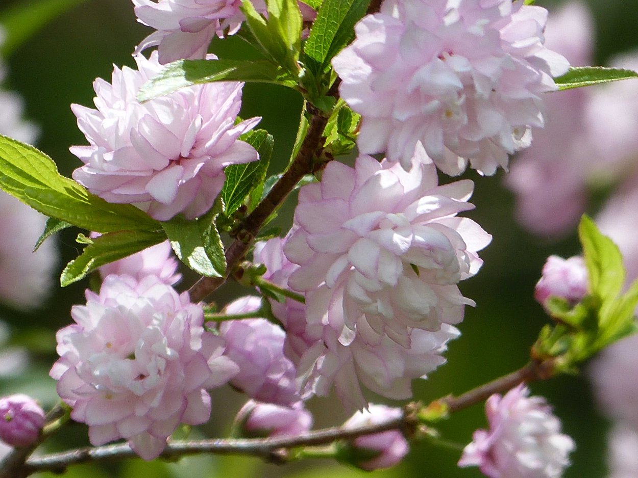 Вейгела Цветущая Вариегата