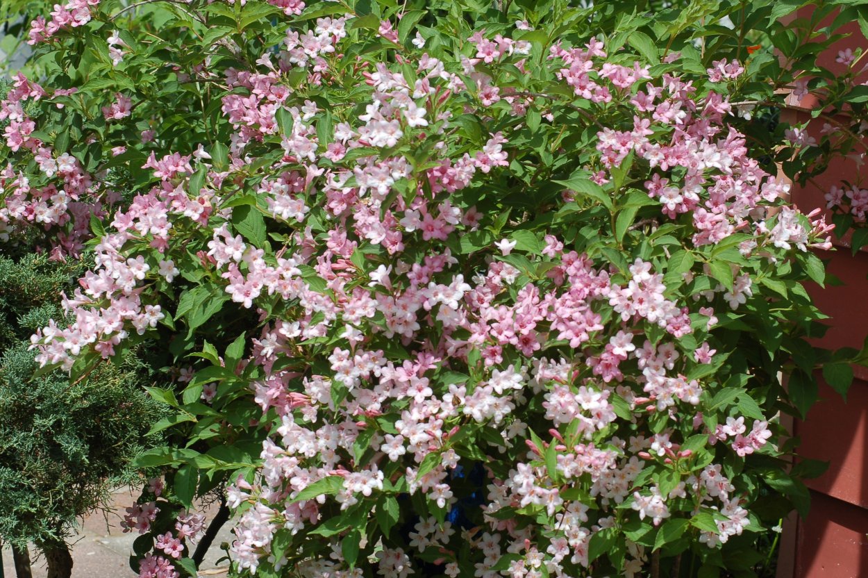 Кустарник с бело розовыми цветами