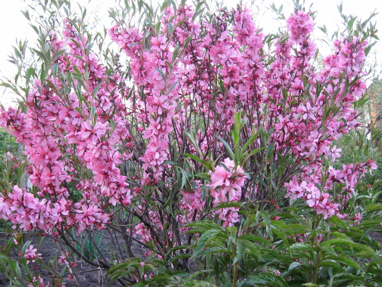 Рододендрон почвопокровный