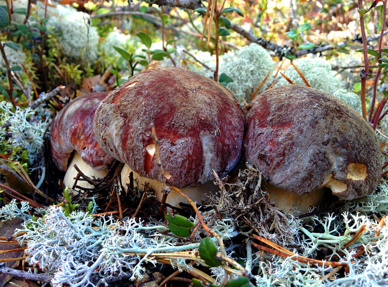 Гриб Путник Боровой