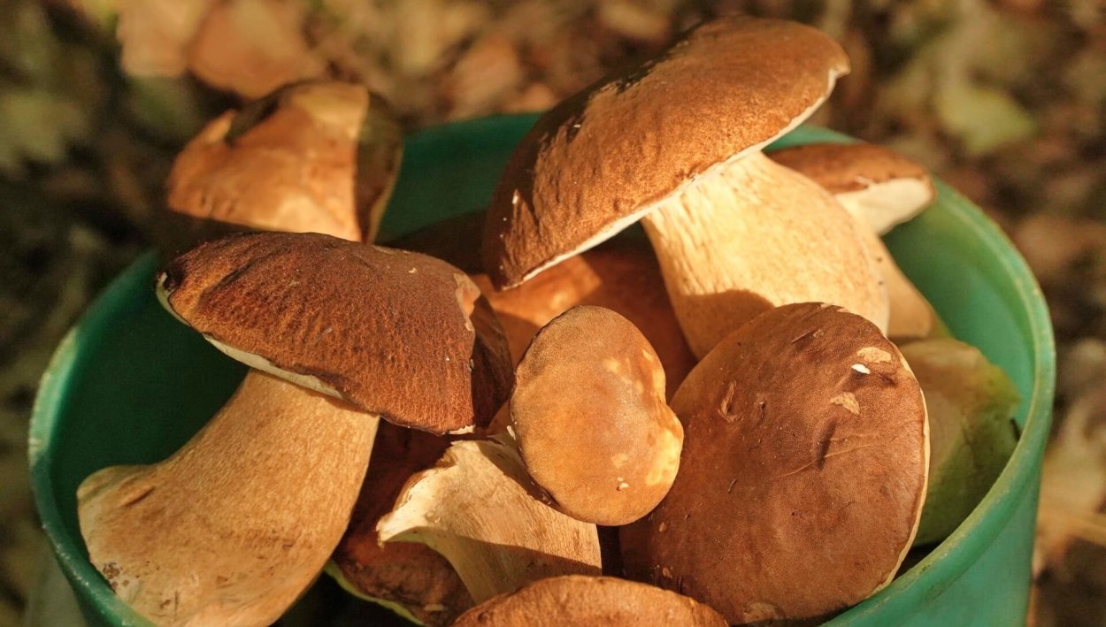 Боровик розовокожий