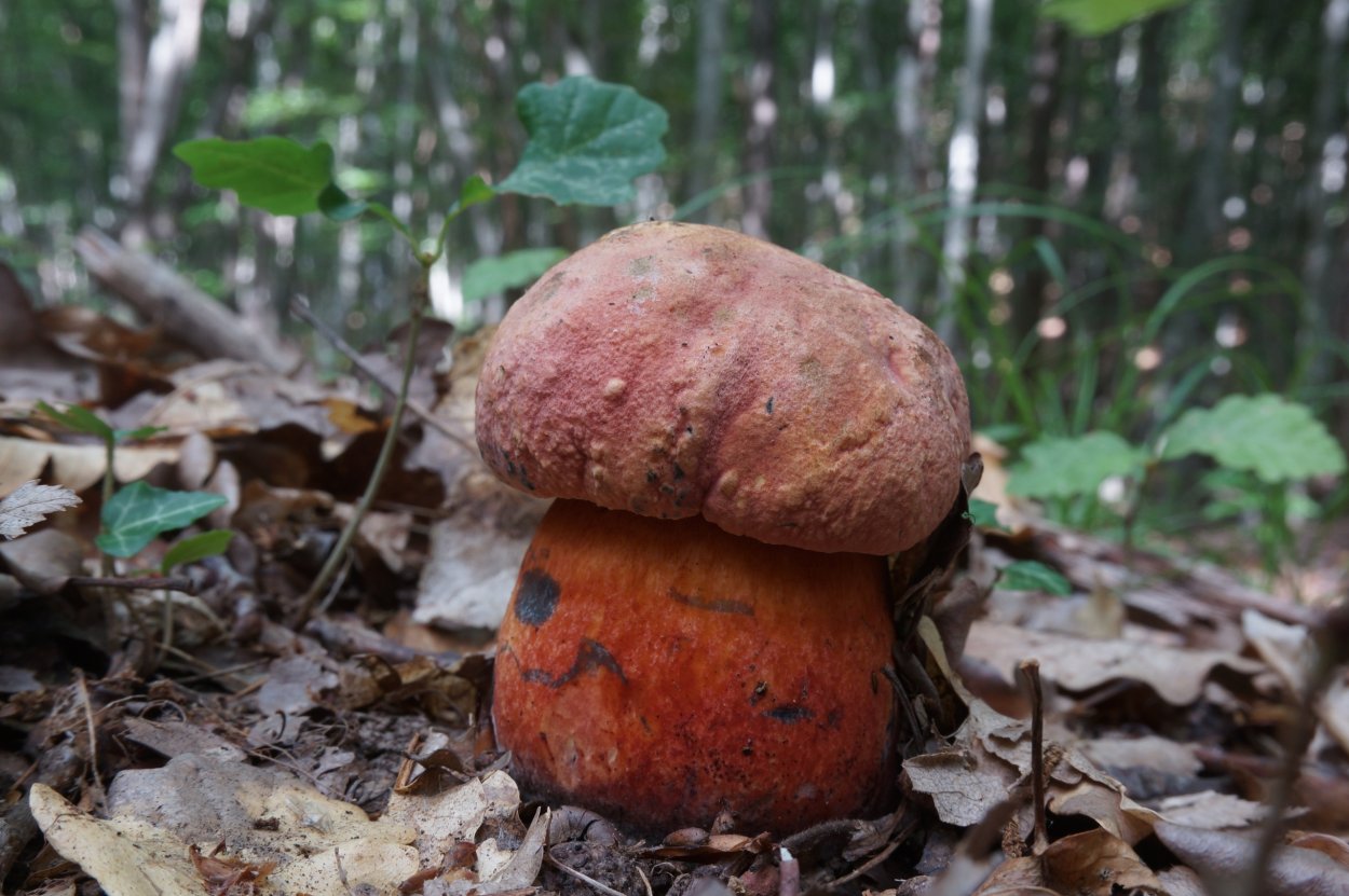 Болетус красивоножковый