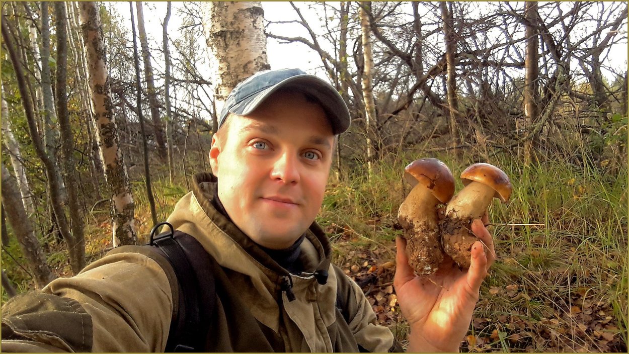 Боровик девичий (Boletus appendiculatus)