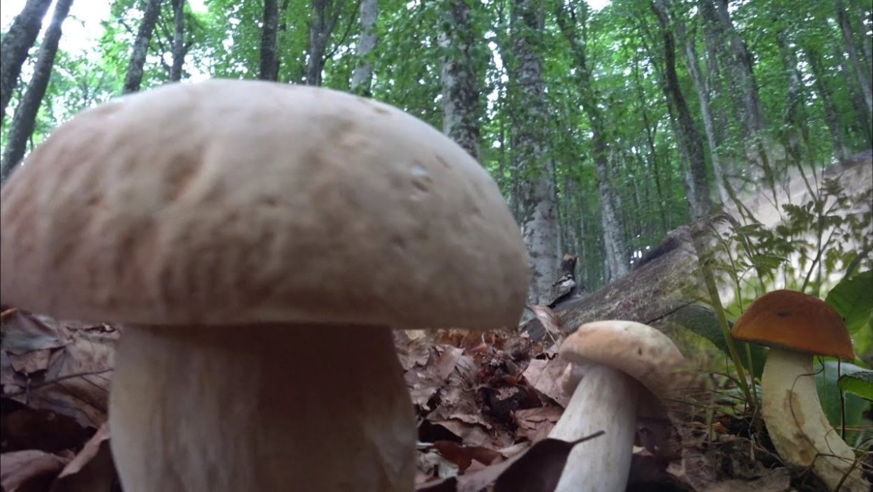 Боровик красивоокрашенный Boletus