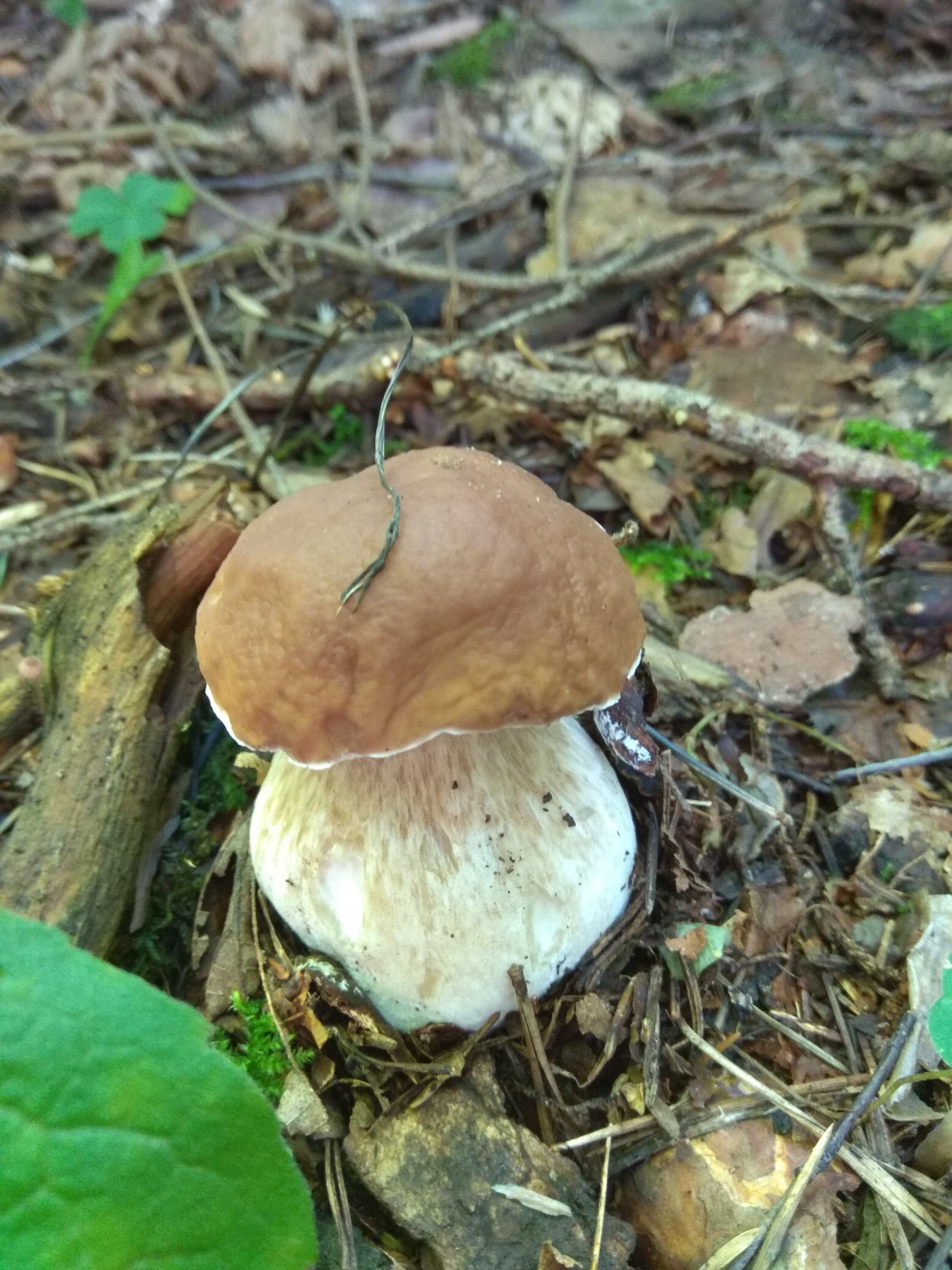 Гриб Боровик