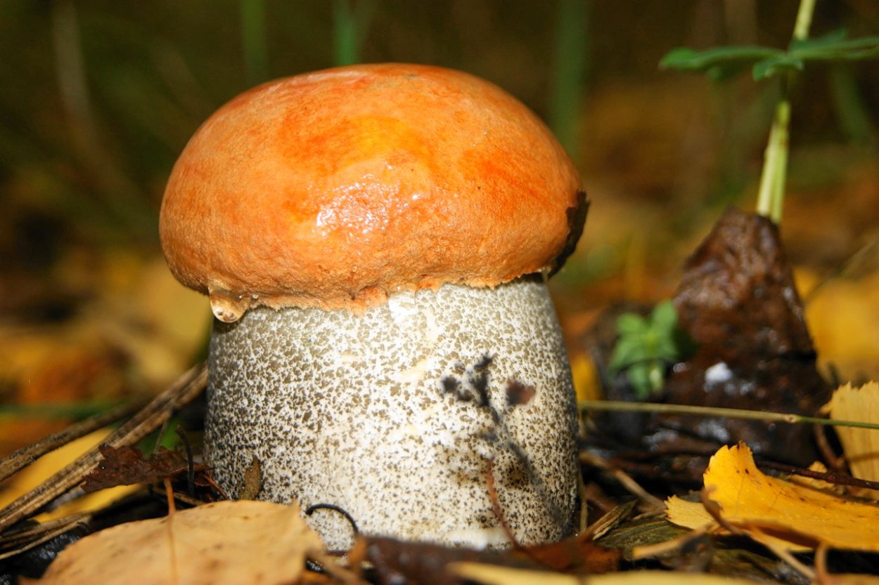 Гриб Ивница