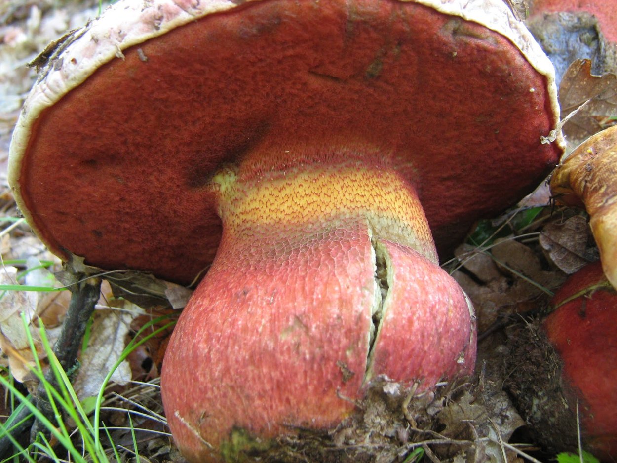 Боровик красивоокрашенный Boletus
