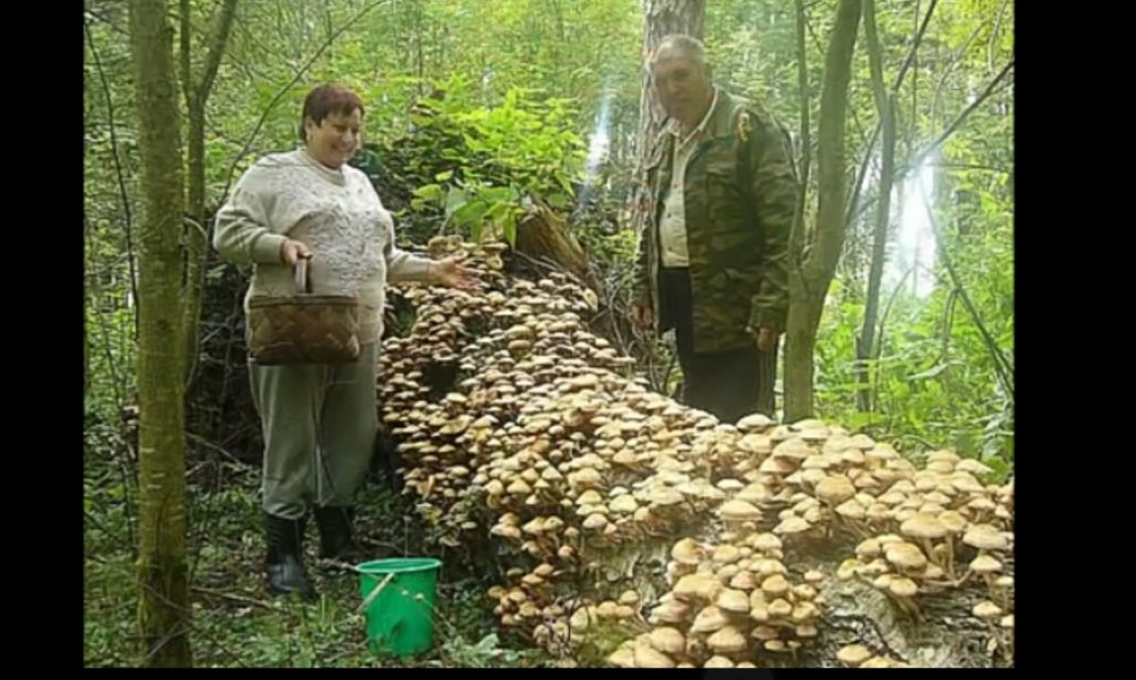 Самый большой белый гриб