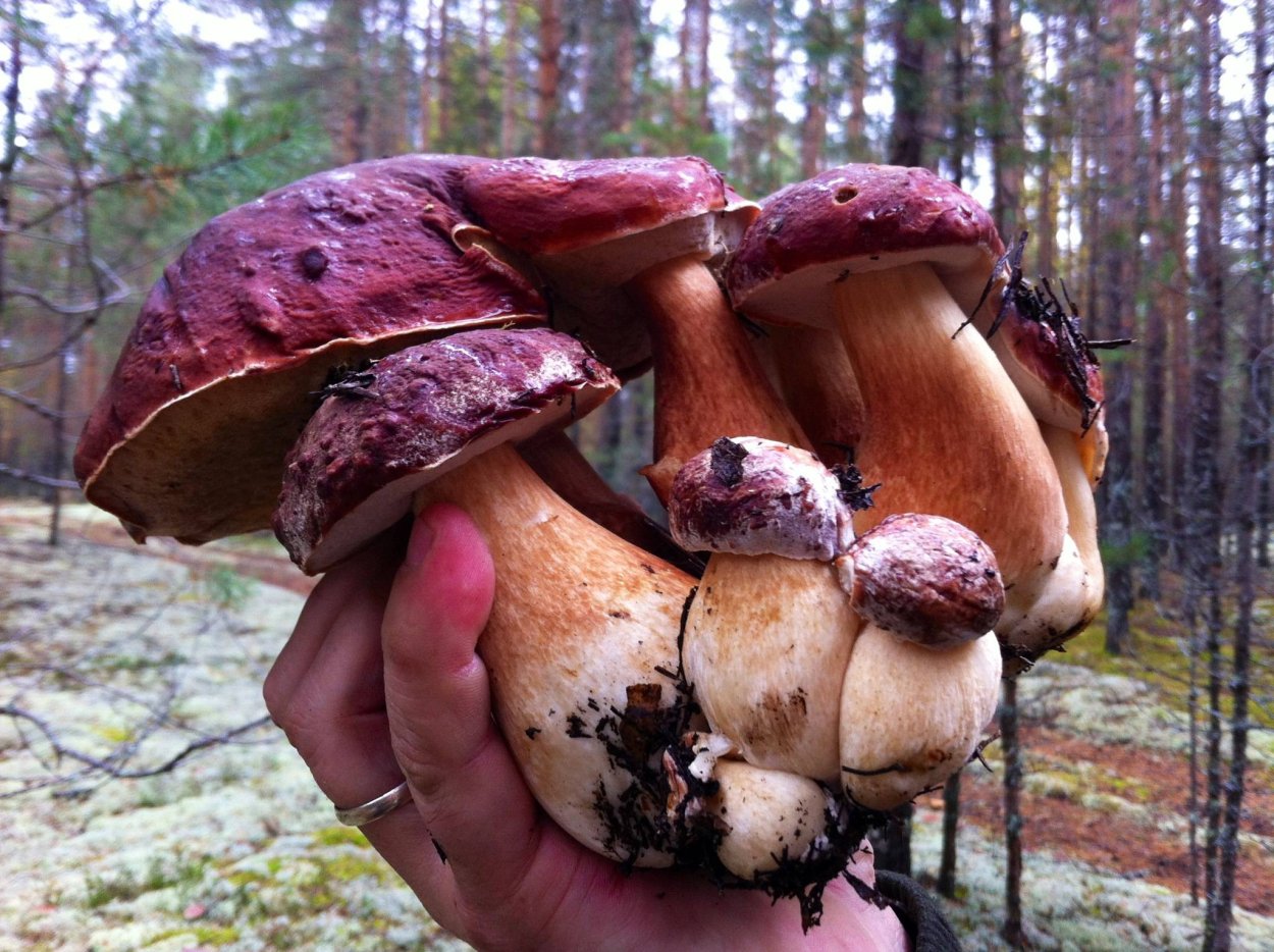 Илья Боровик