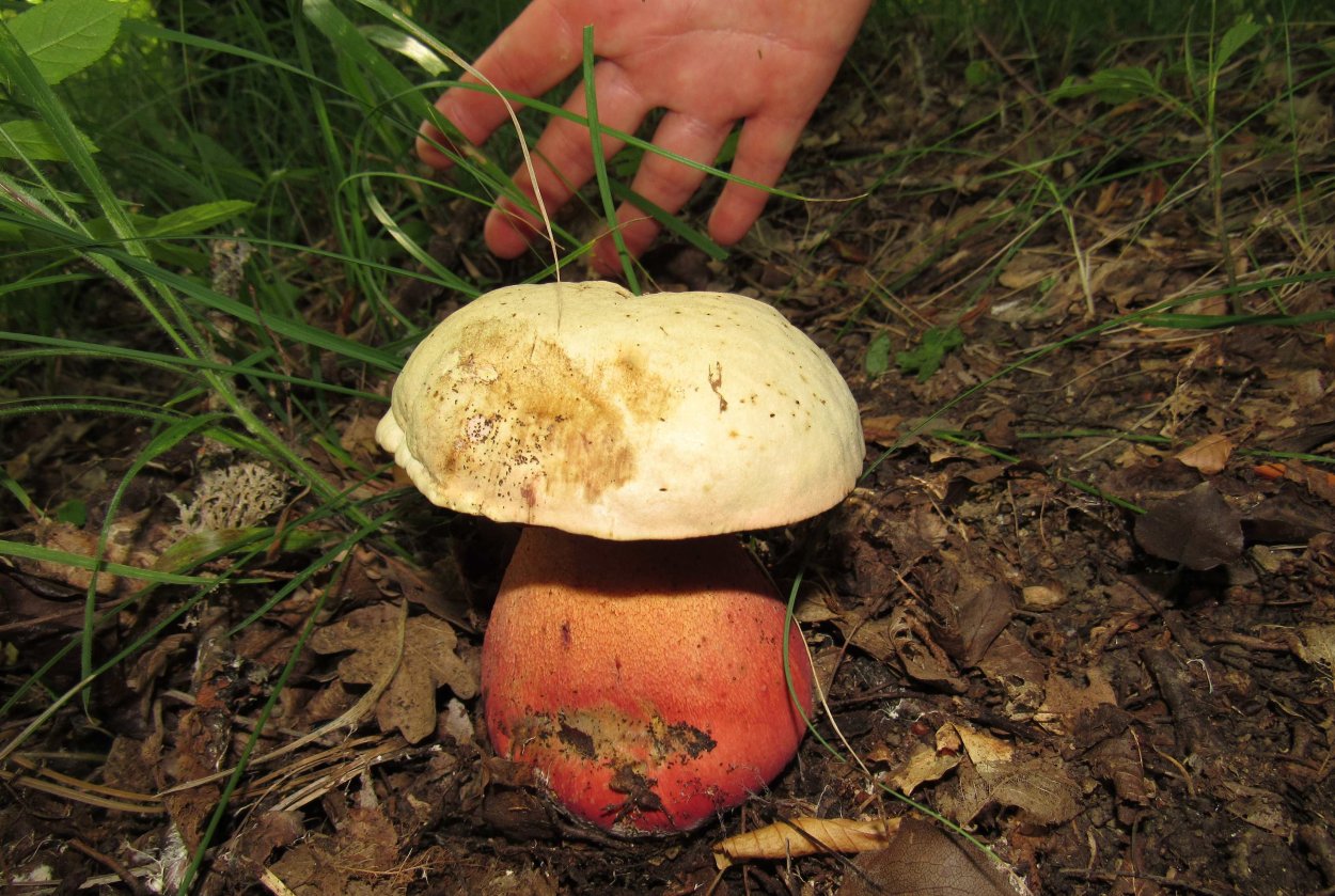 Сатанинский гриб и Боровик