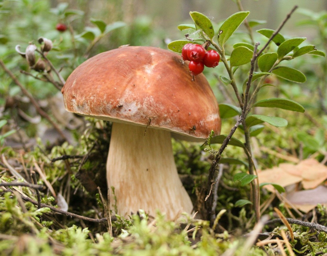 Улитка на грибе