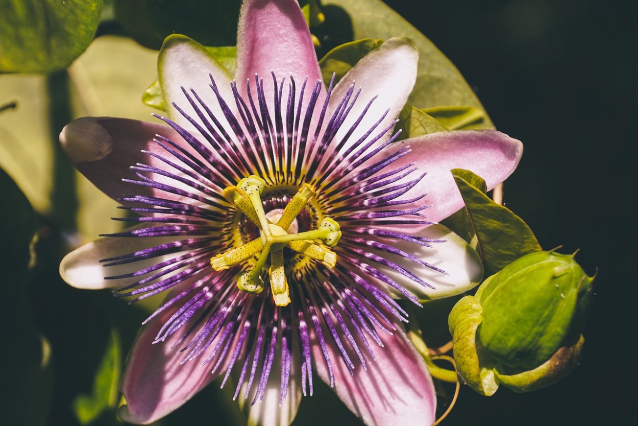 Пассифлора (страстоцвет) Passíflōra