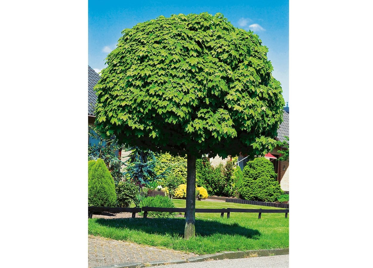 Клен остролистный globosum