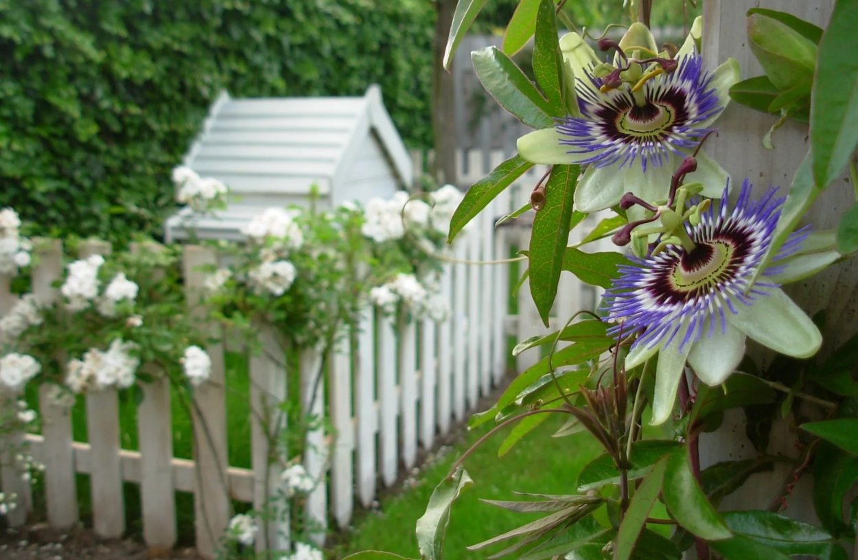 Пассифлора на даче
