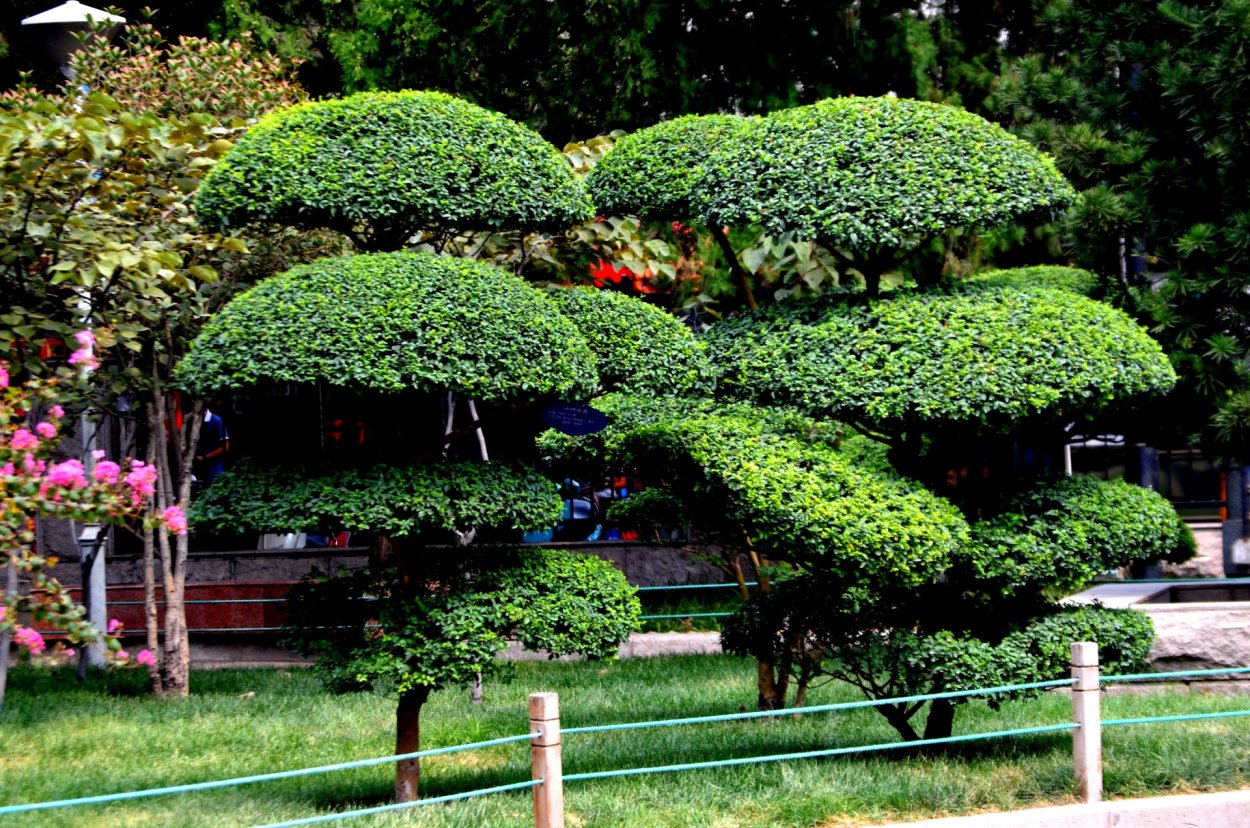 Деревья с зонтичной кроной