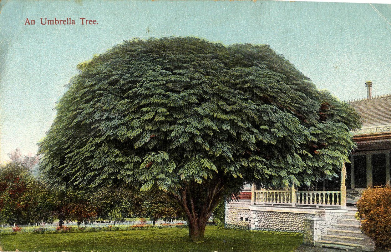 Зонтичная форма кроны дерева