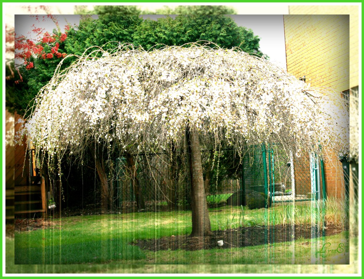 Деревья с зонтичной кроной в ландшафтном дизайне