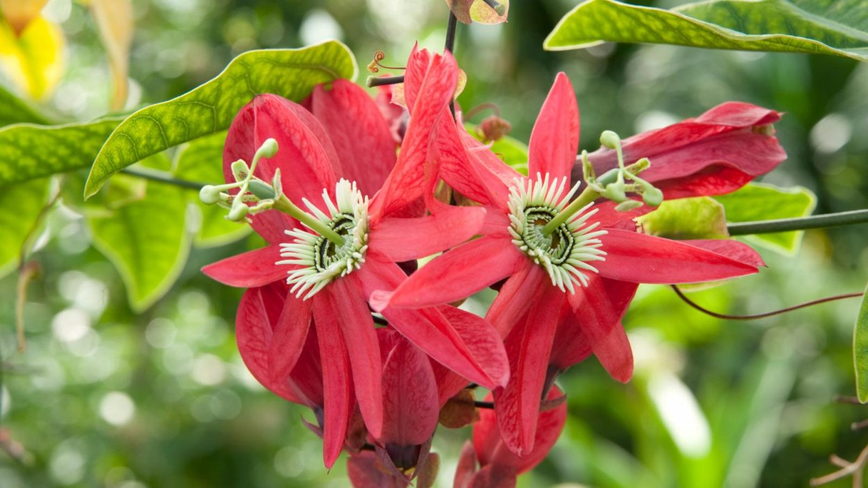 Пассифлора рацемоза