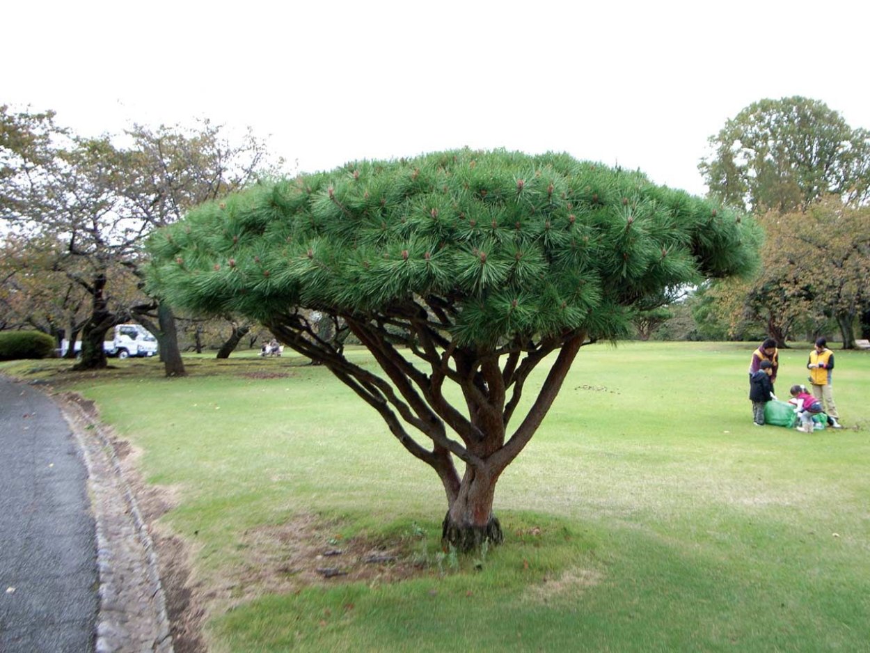 Дерево зонтик Африка