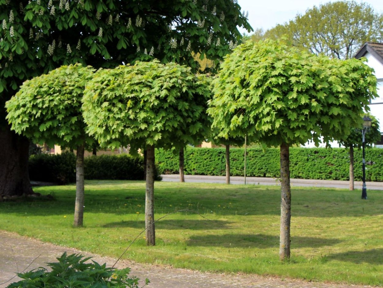 Клен остролистный globosum