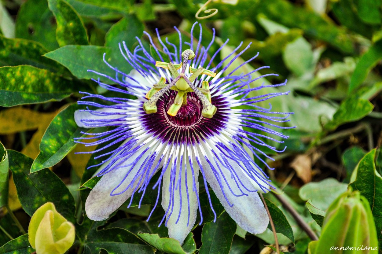 Маракуйя пассифлора