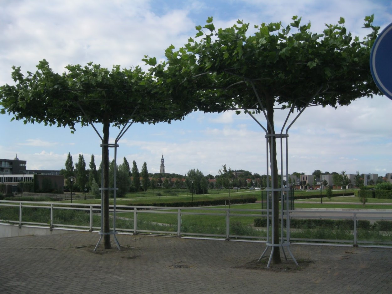 Солитер в ландшафте