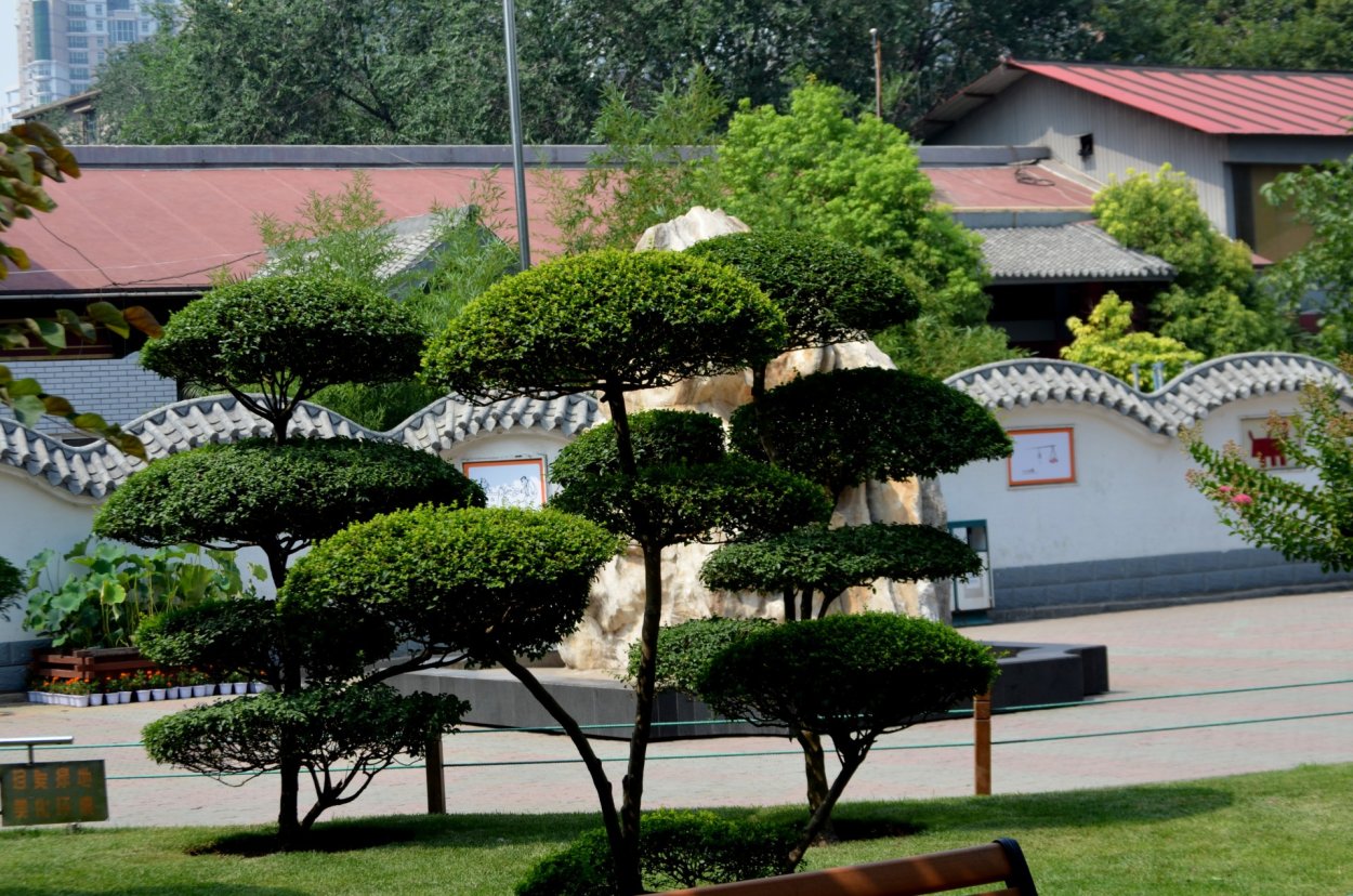 Umbrella Tree дерево