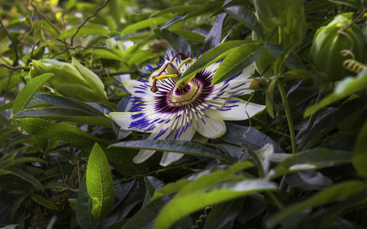 Пассифлора кустарниковая