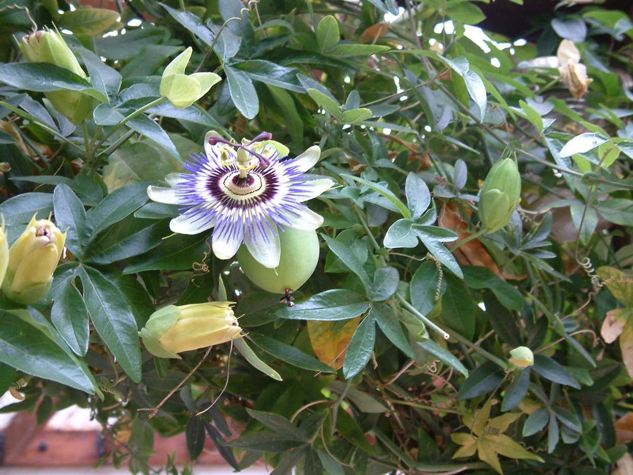 Пассифлора Северная маракуйя