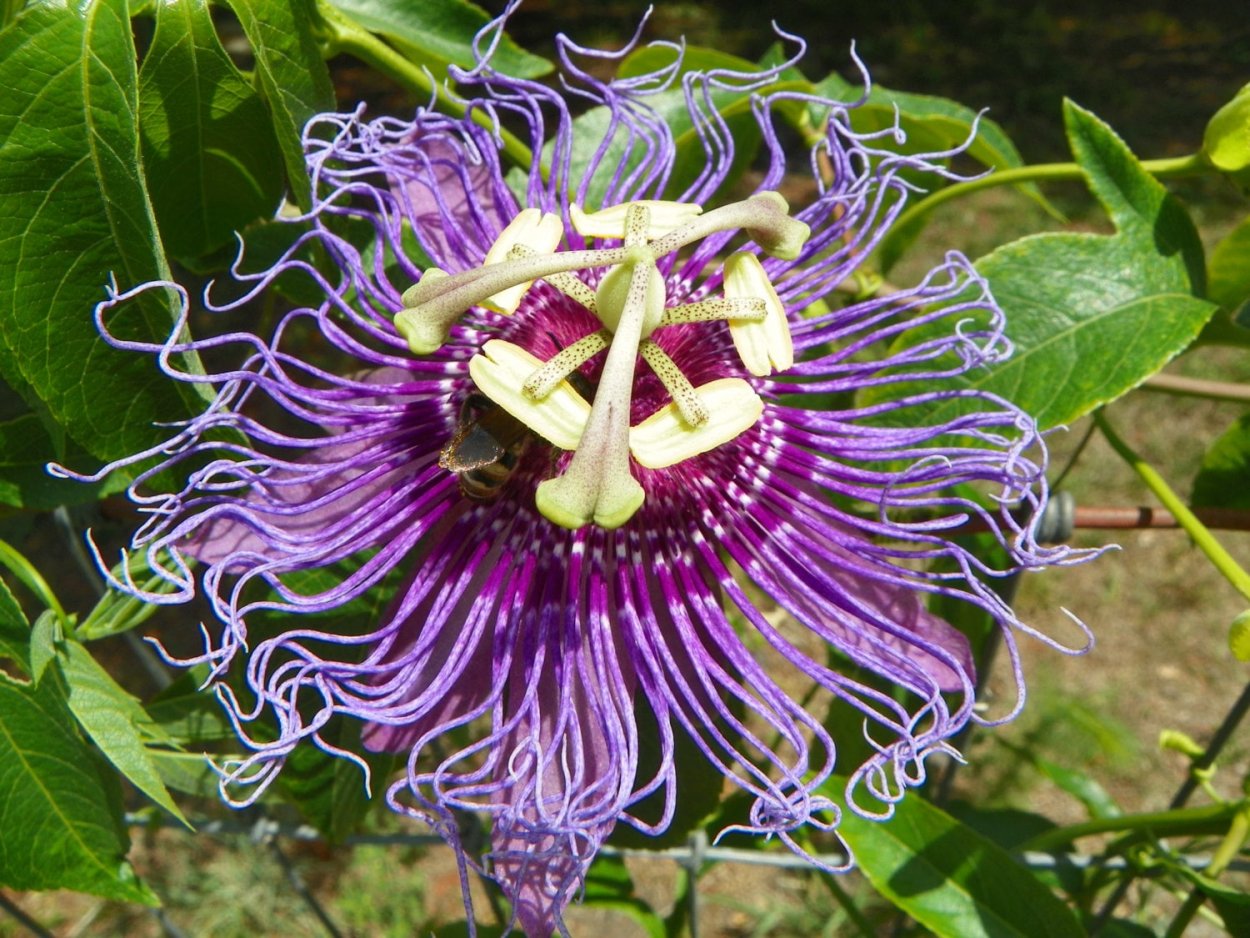 Маракуйя инкарната