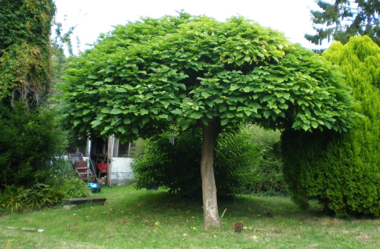 Орех маньчжурский (Juglans mandshurica)
