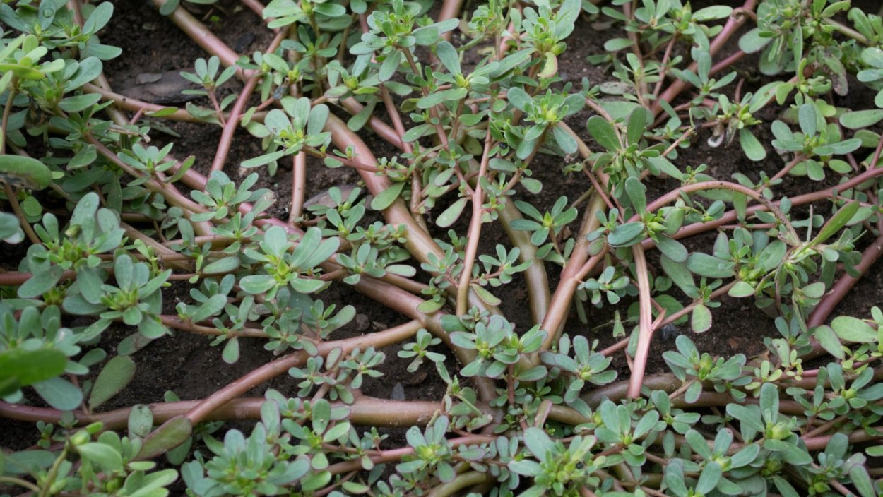 Портулак на газоне