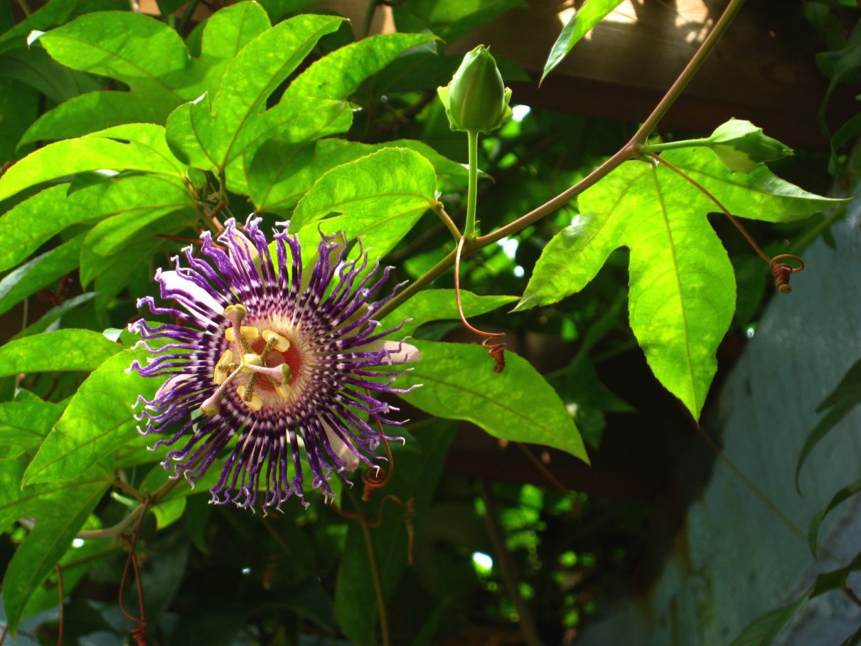 Пассифлора trifasciata