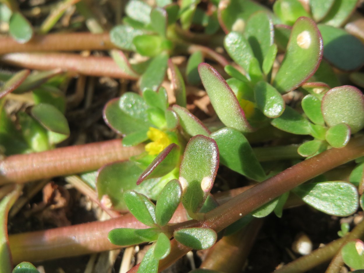 Портулак Королевский