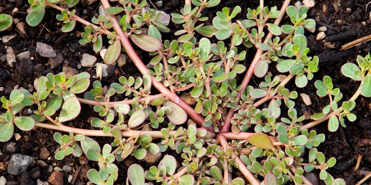 Дикий полевой портулак