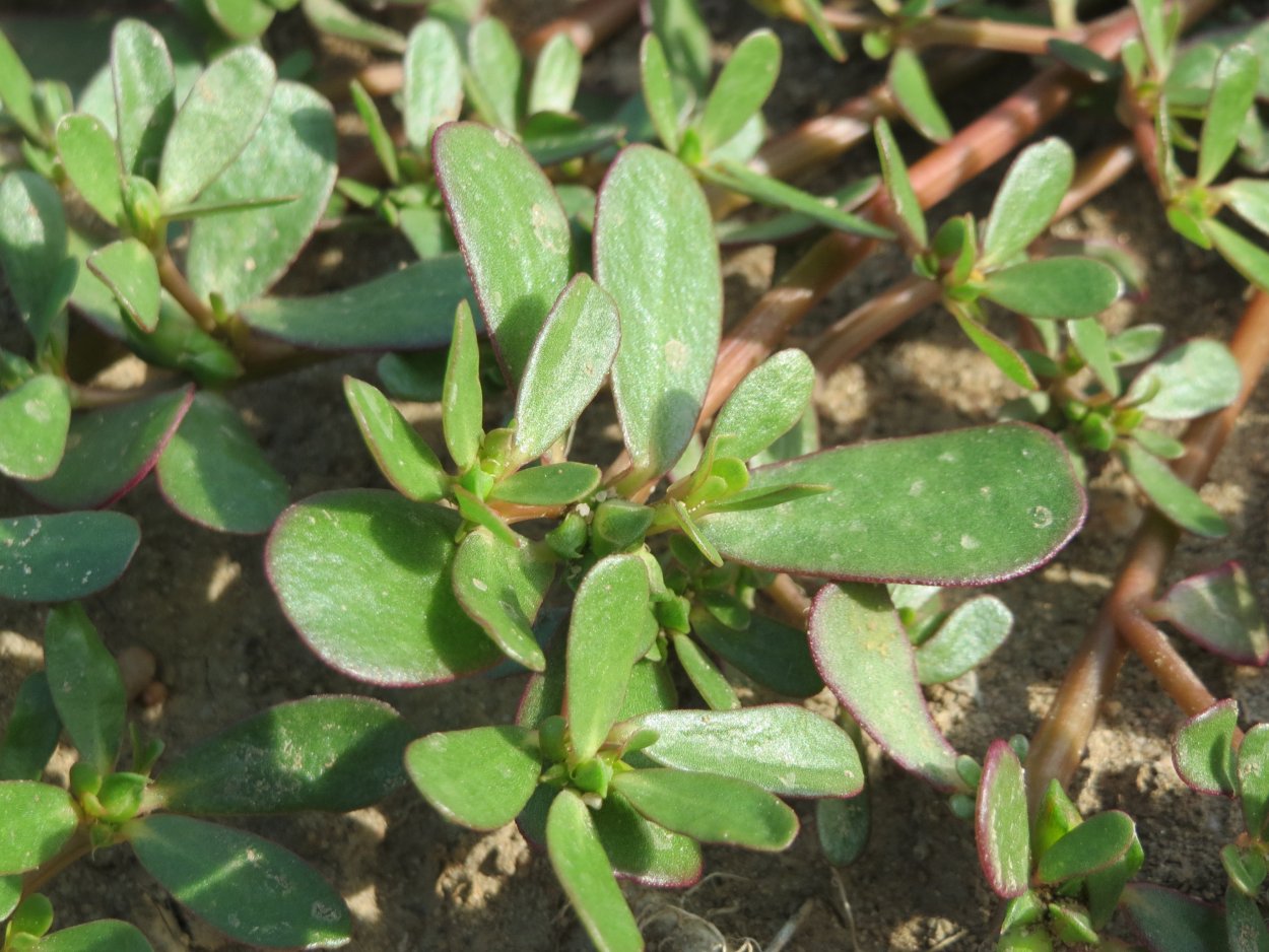 Purslane растение