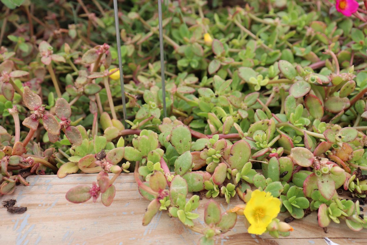 Портулак Ария