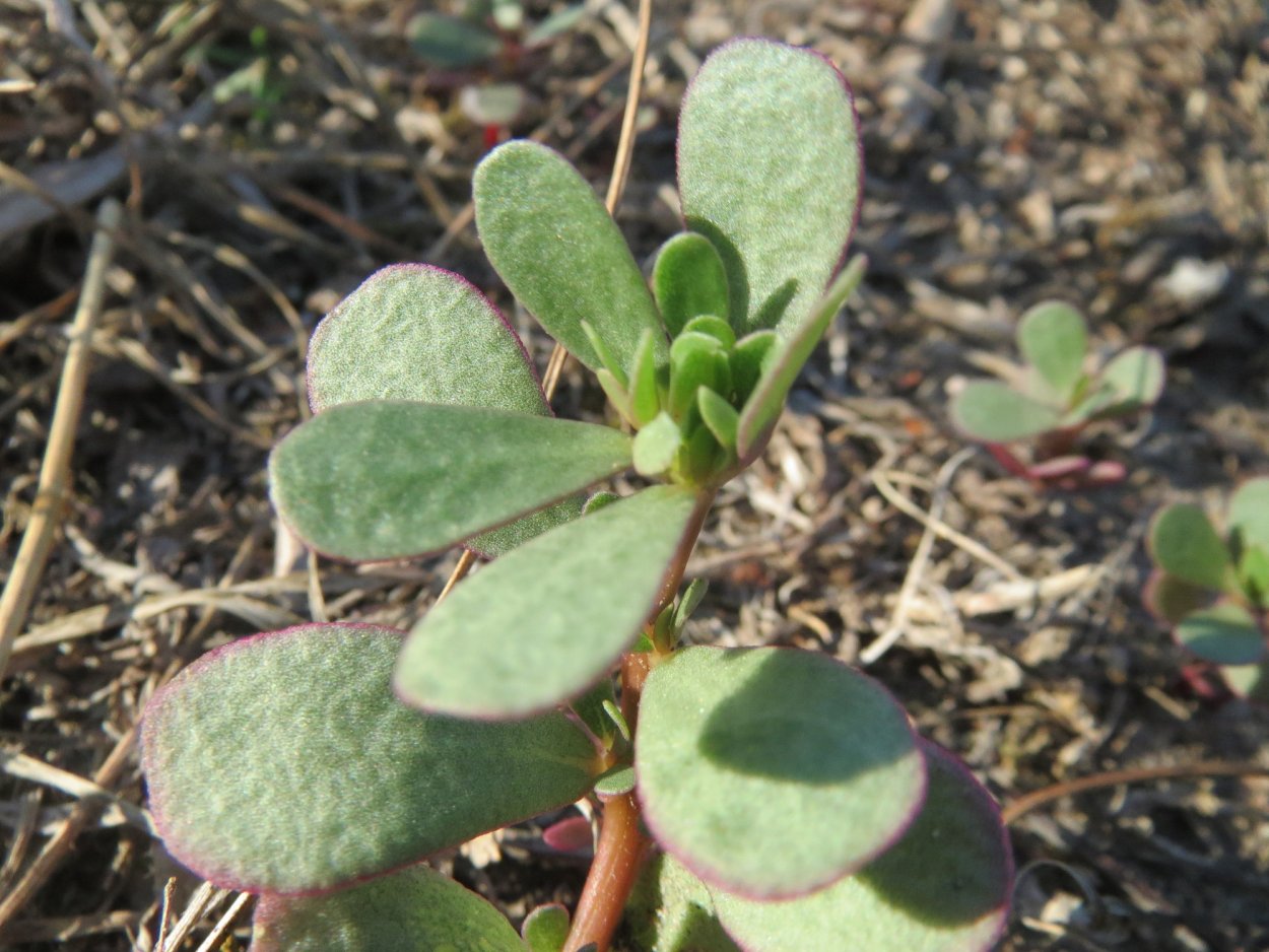 Портулак огородный