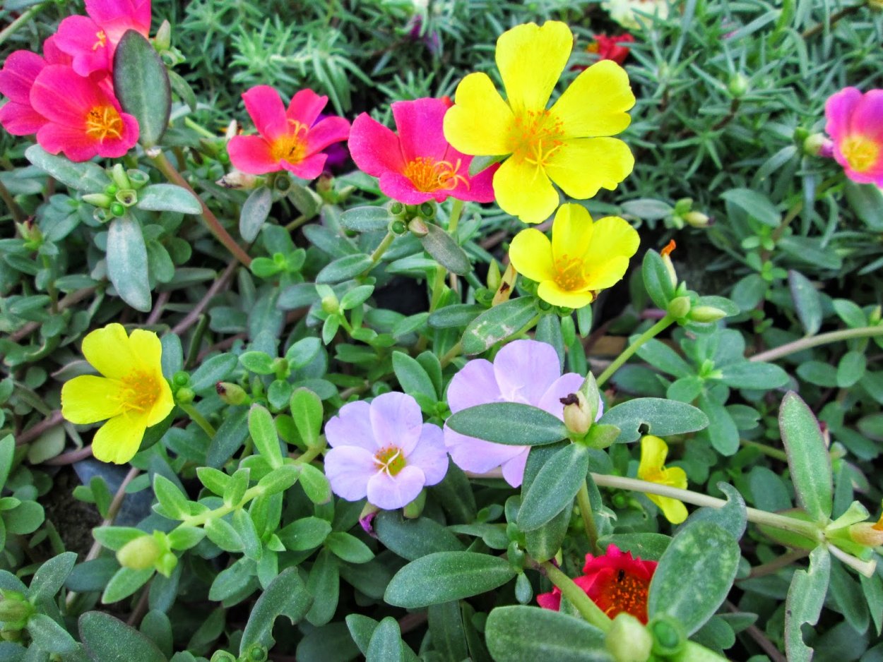 Портулак огородный Светлячок