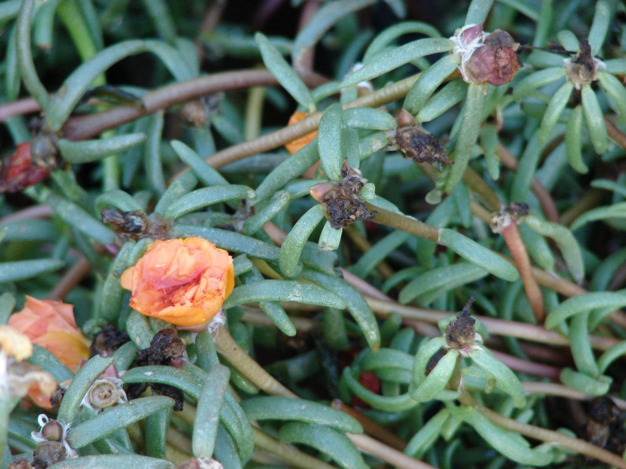 Портулак Соня