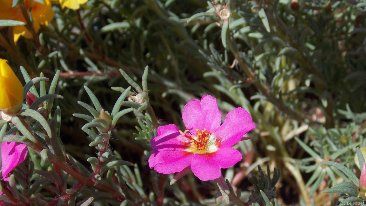 Портулак зелень