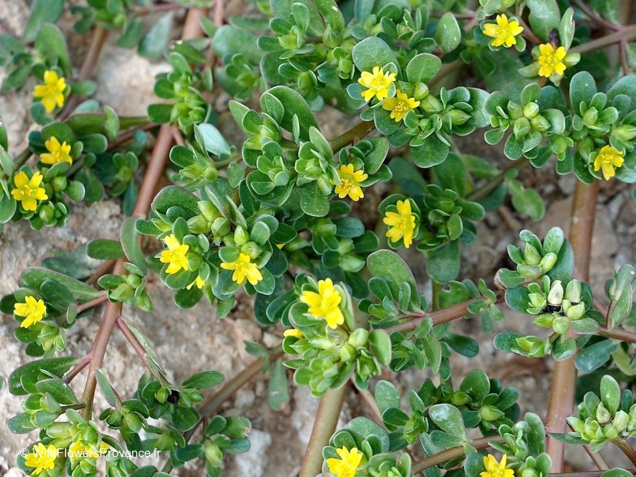 Portulaca molokaiensis