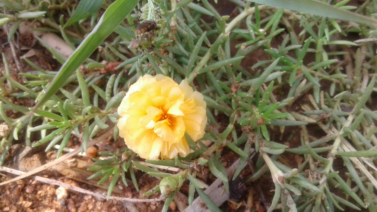 Портулак ползучий