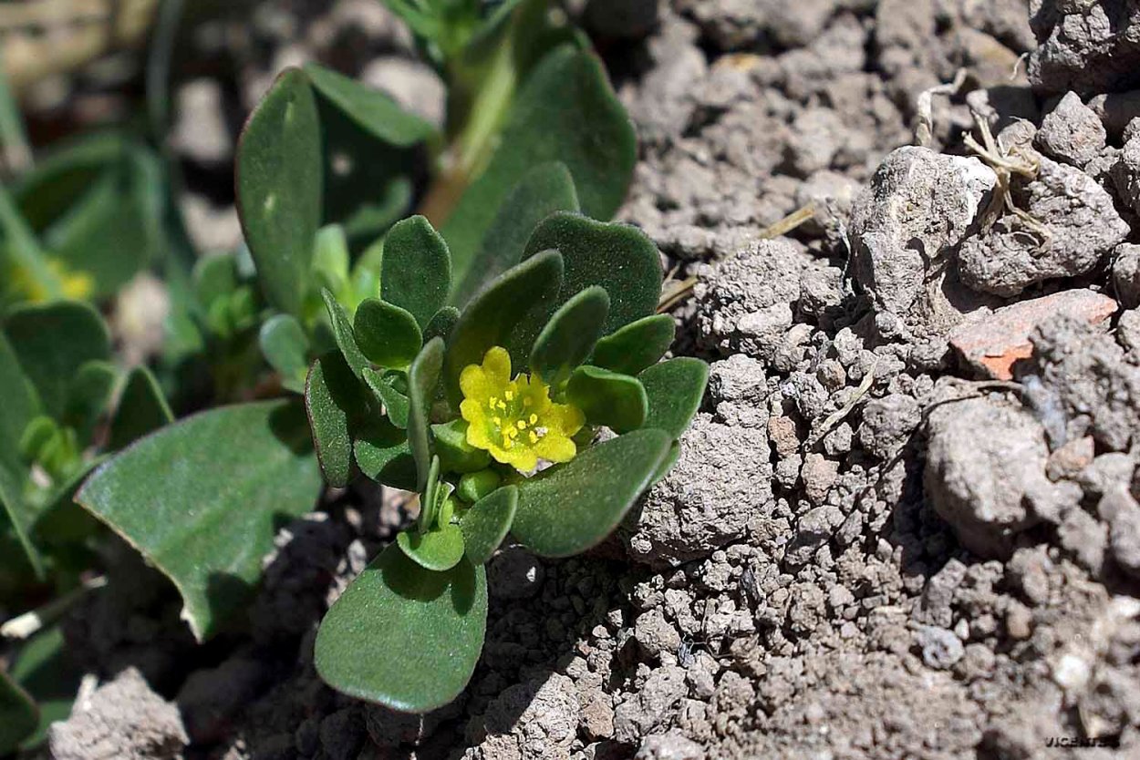 Портулак огородный семена