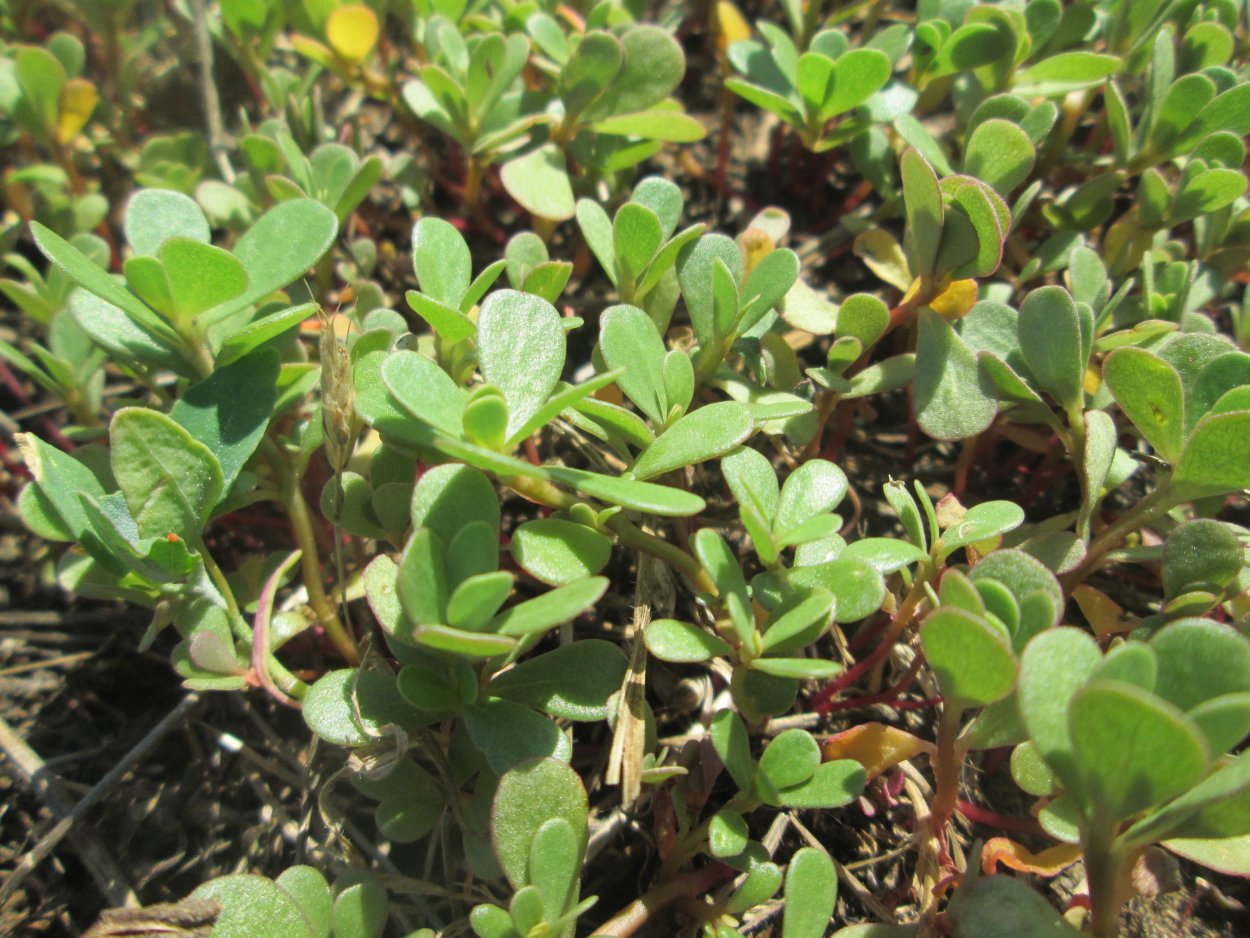 Портулак овощной