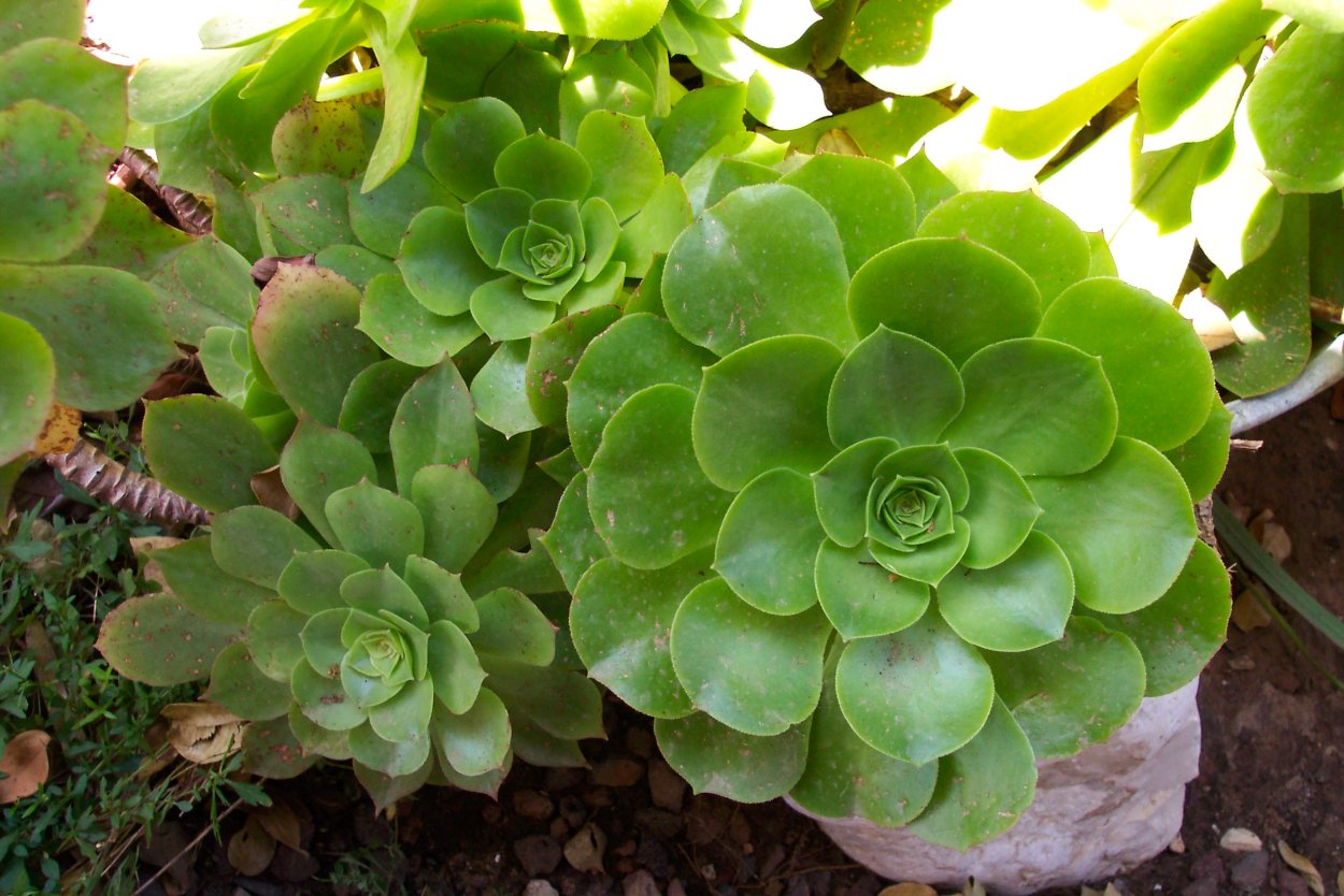 Эониум percarneum
