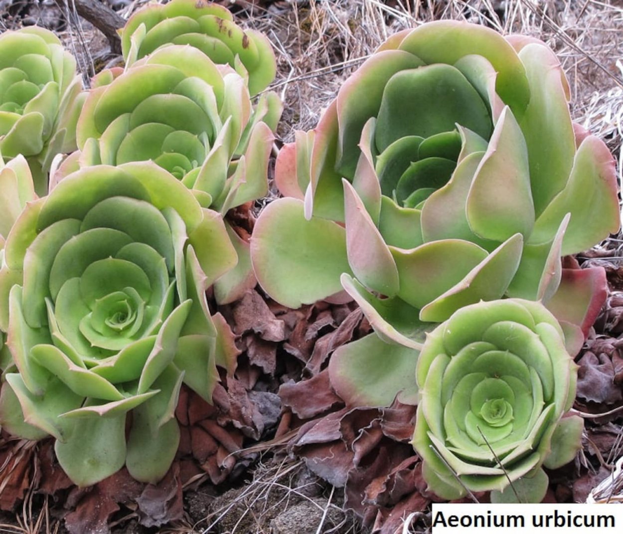 Aeonium Palmense