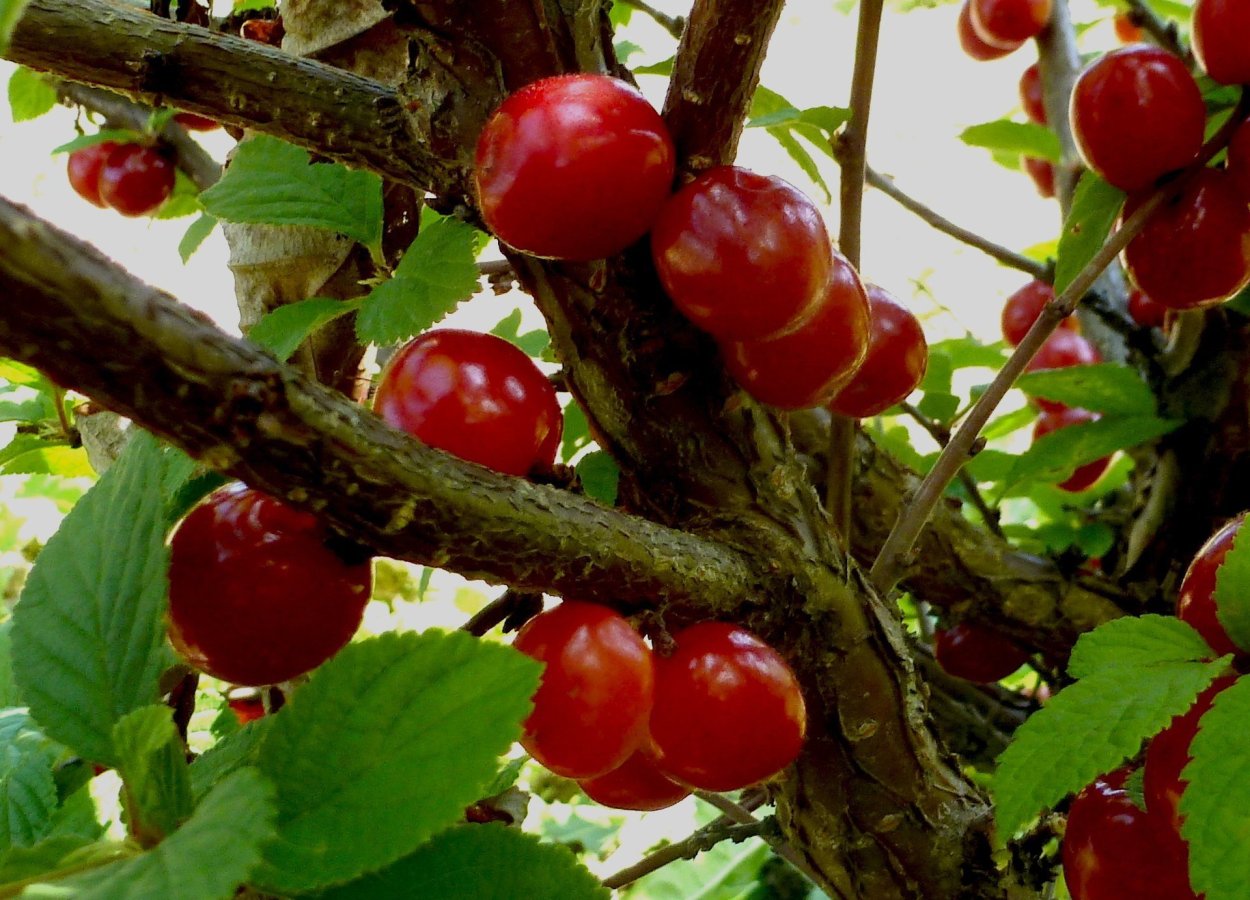 Алыча Подгорная желтая