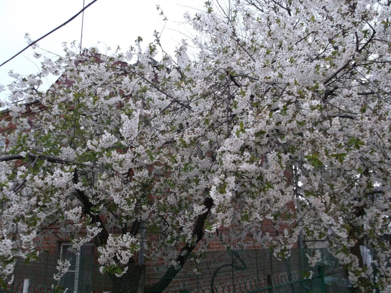 Сакура войлочная вишня