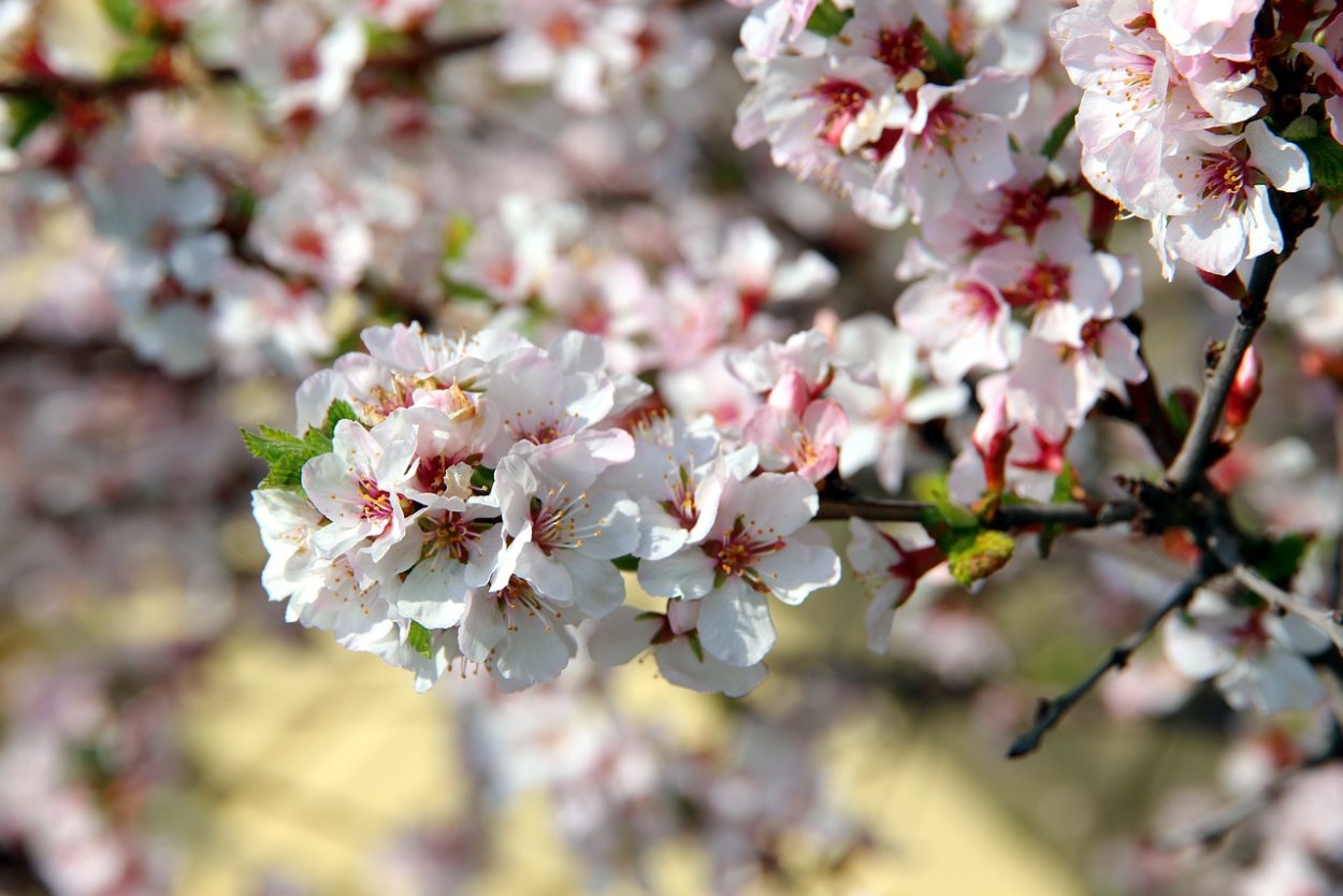 Вишня колоновидная Ашинский гибрид